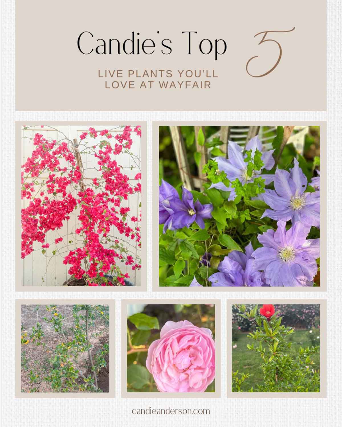 Lifestyle expert and flower farmer Candie Anderson shares her top 5 live plants that are available at Wayfair.