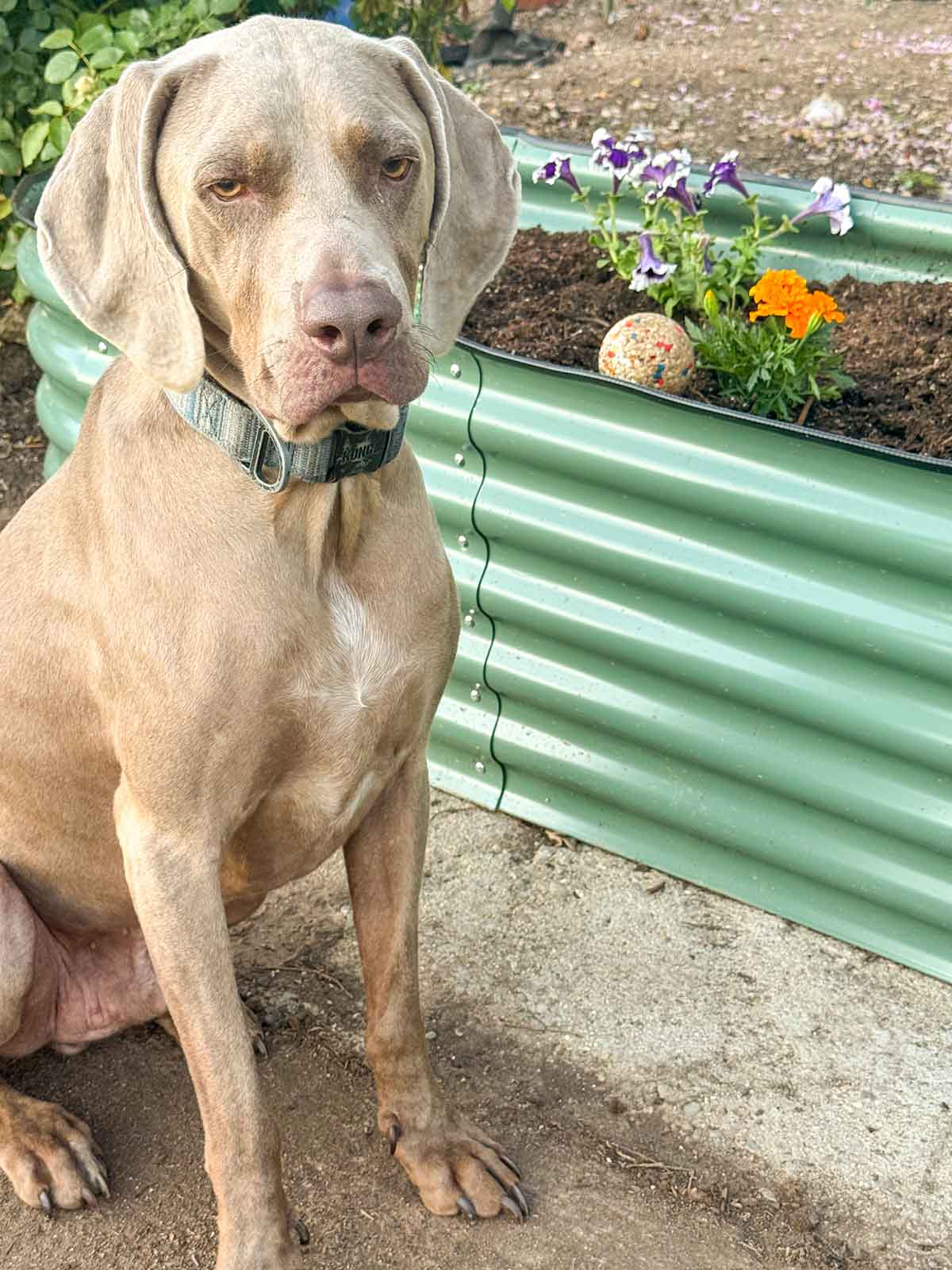 Griffey says his metal raised garden bed isn't just for vegetables and flowers, but for his ball too! 