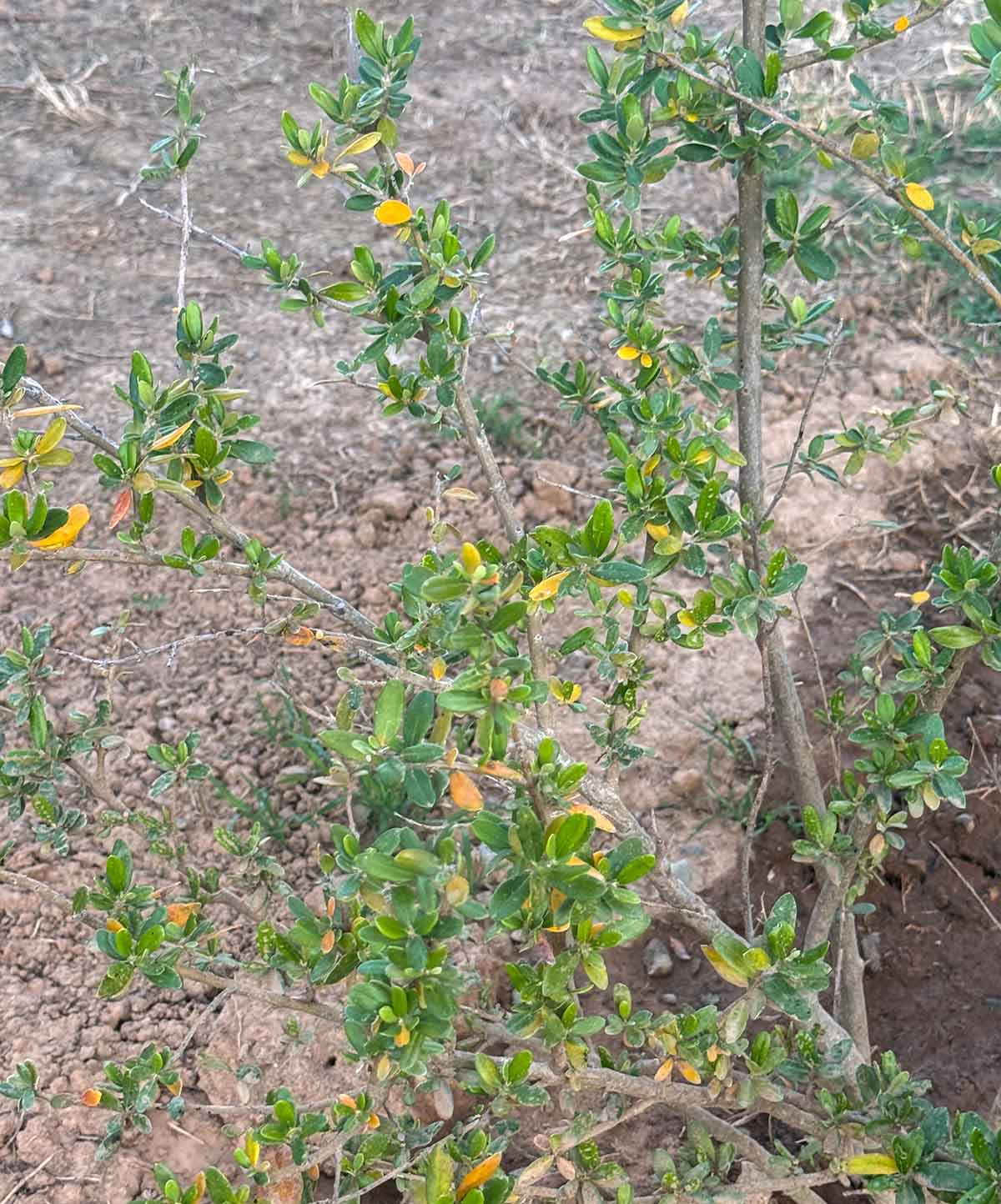 Lifestyle expert, journalist, blogger and flower farmer Candie Anderson of candieanderson.com shares her olive tree that she recently planted in the ground.
