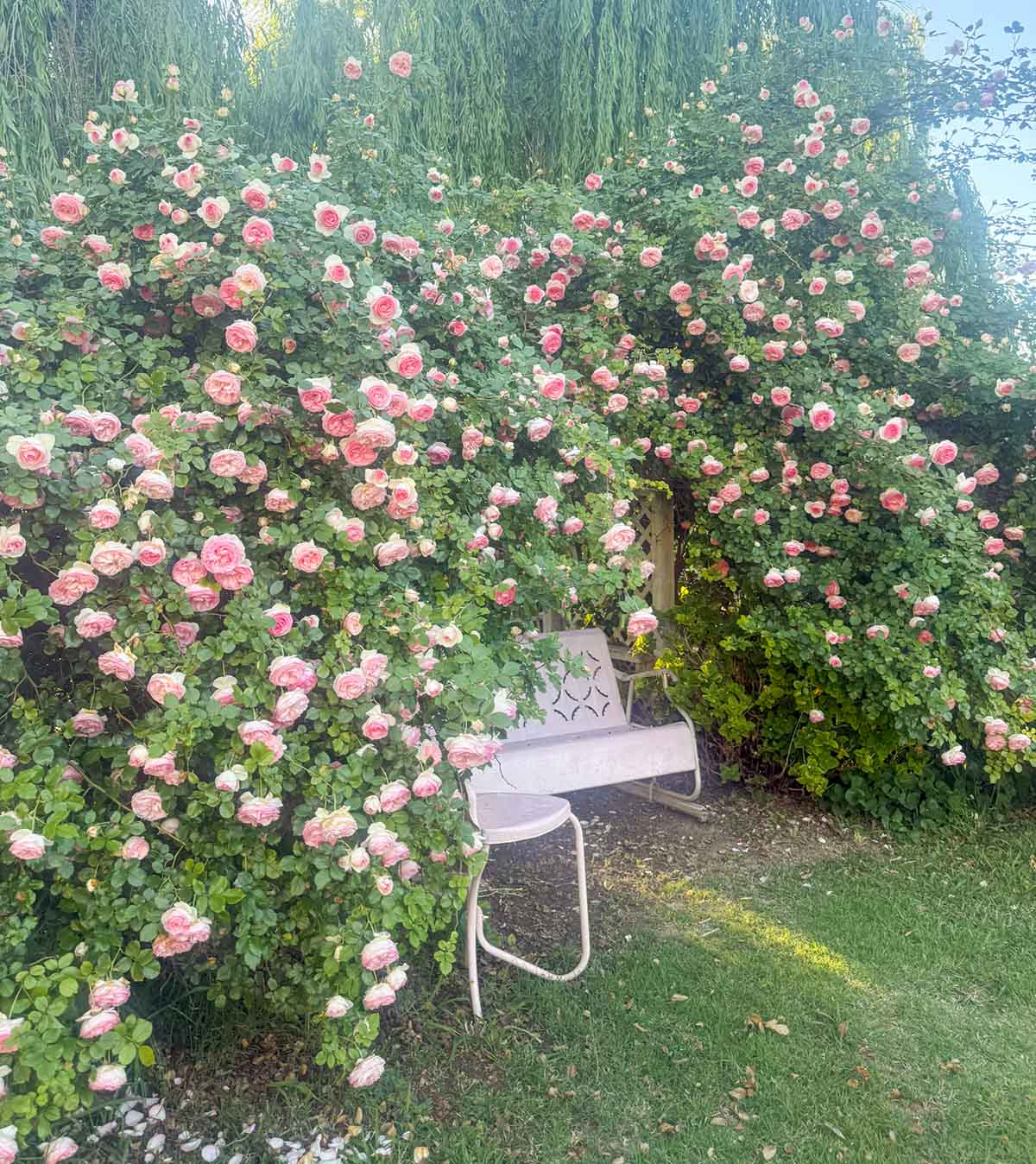 Lifestyle expert, journalist and interior design blogger Candie Anderson of candieanderson.com shows her pink Eden climbing rose on her arbor.
