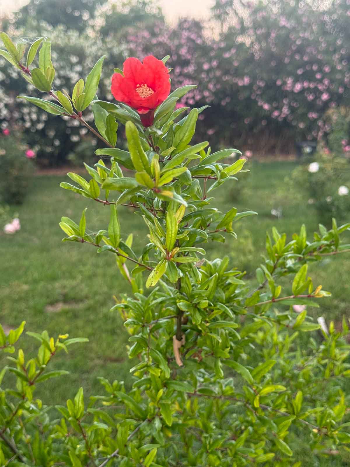 Lifestyle blogger and flower farmer Candie Anderson of candieanderson.com shares her pomegranate tree.