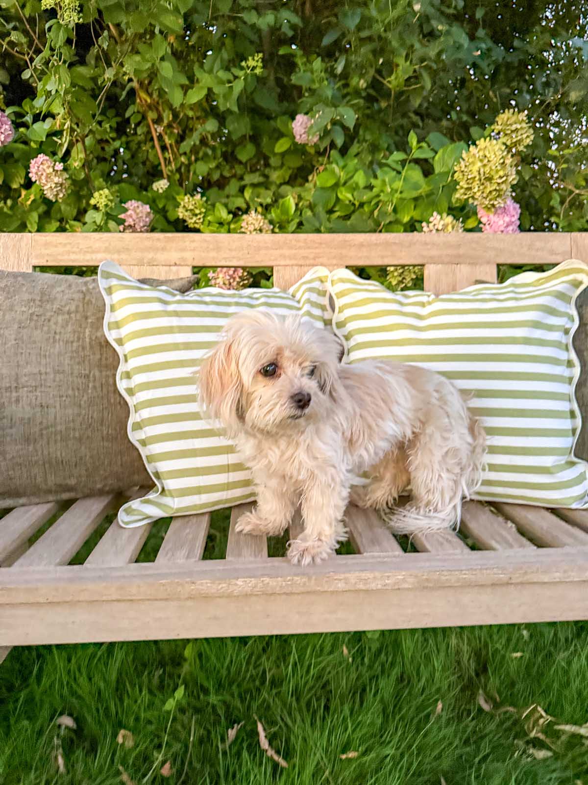 Lifestyle expert, journalist and interior design blogger Candie Anderson of candieanderson.com features her beautiful scalloped green and white stripe throw pillows and her adorable dog Millie (a Maltipoo).