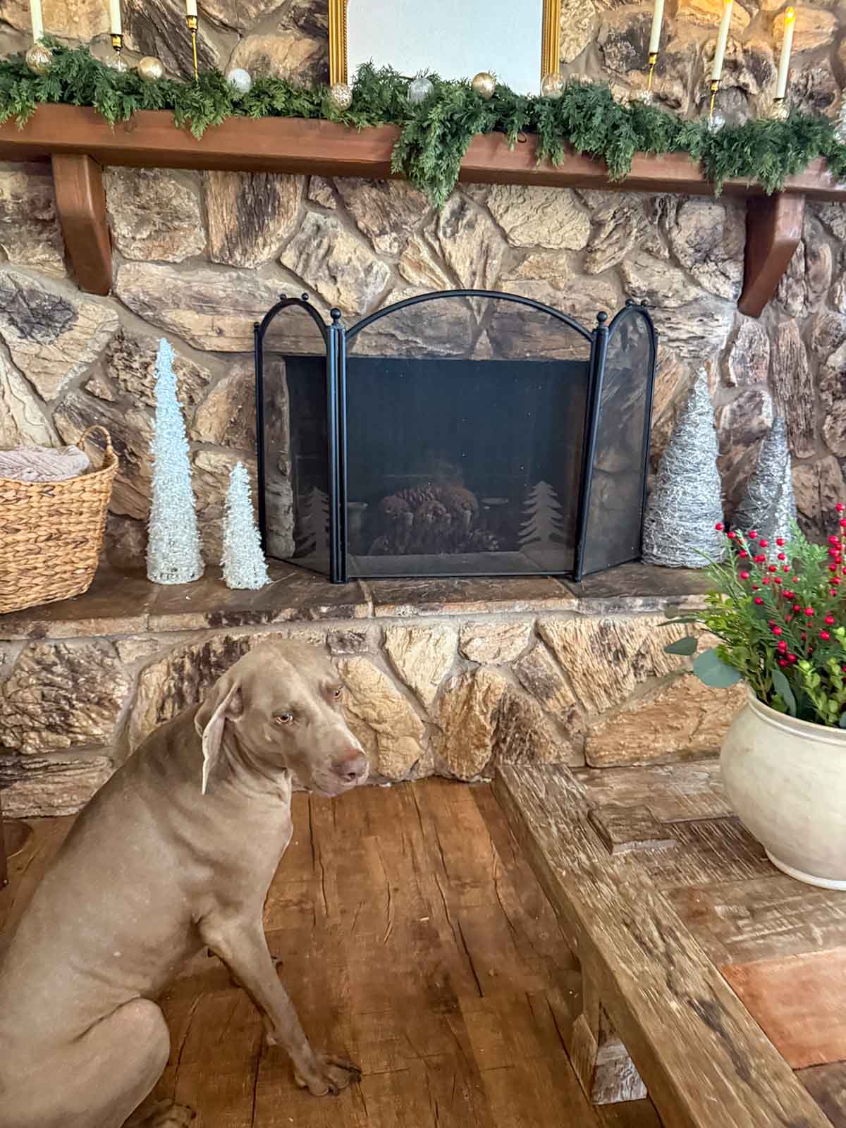 Entertaining expert, journalist and lifestyle blogger Candie Anderson of candieanderson.com shares the classic Christmas fireplace hearth she decorated with trees, a woven basket adorned with knit throw blankets! Her dog Griffey the Weimaraner looks adorable sitting next to it!