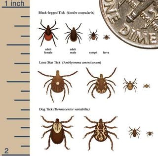CDC Tick Compare chart