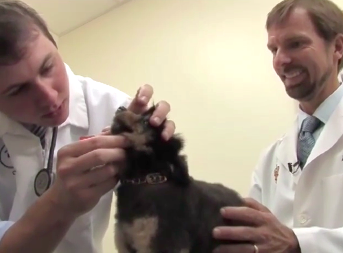Veterinarian Check up
